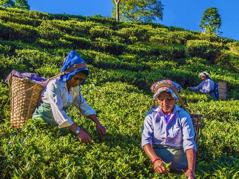 Ceylon Tea Plucker